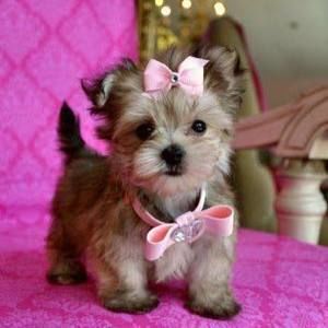 Meet your Posher, Samrod